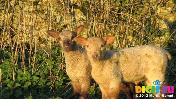 SX21944 Two lambs in morning sun